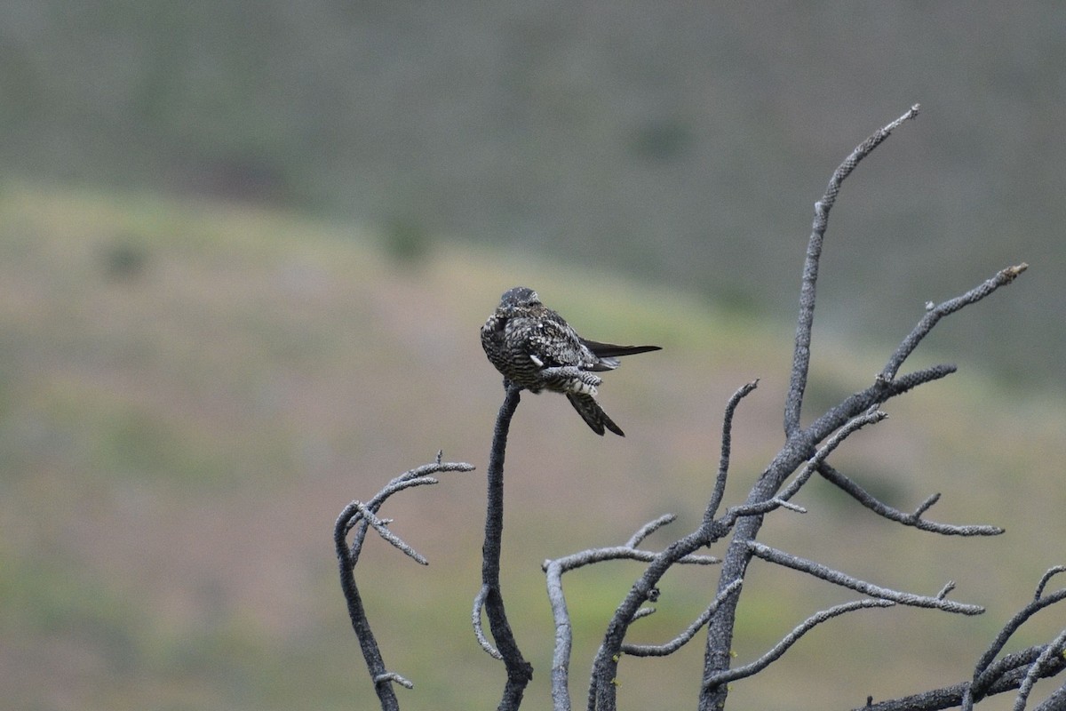 Common Nighthawk - Sydney Gerig