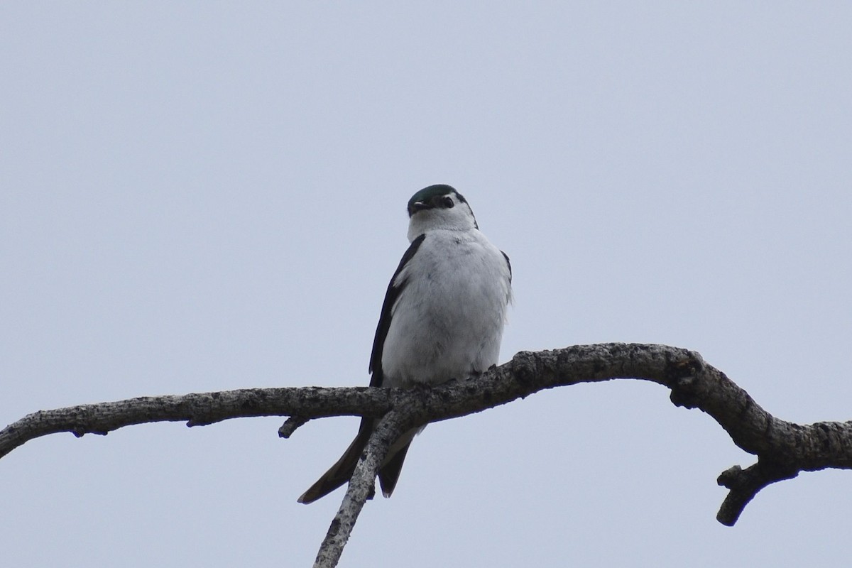 Violet-green Swallow - Sydney Gerig