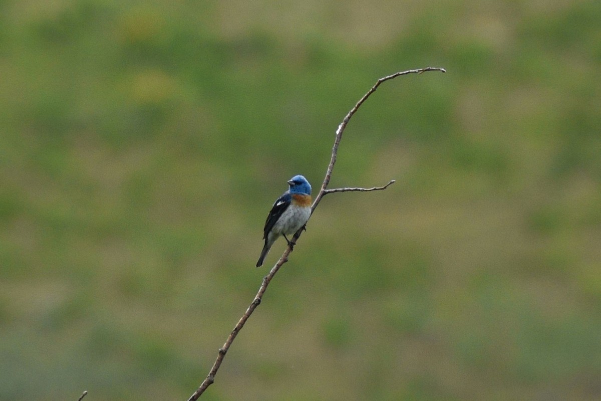 Lazuli Bunting - Sydney Gerig