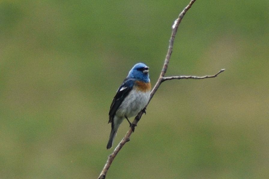 Lazuli Bunting - Sydney Gerig