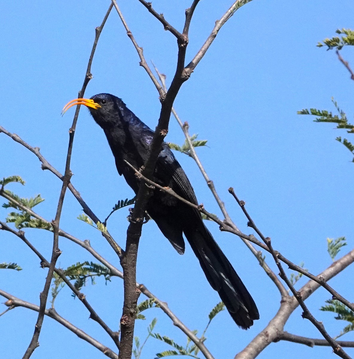 Abyssinian Scimitarbill - ML621335963