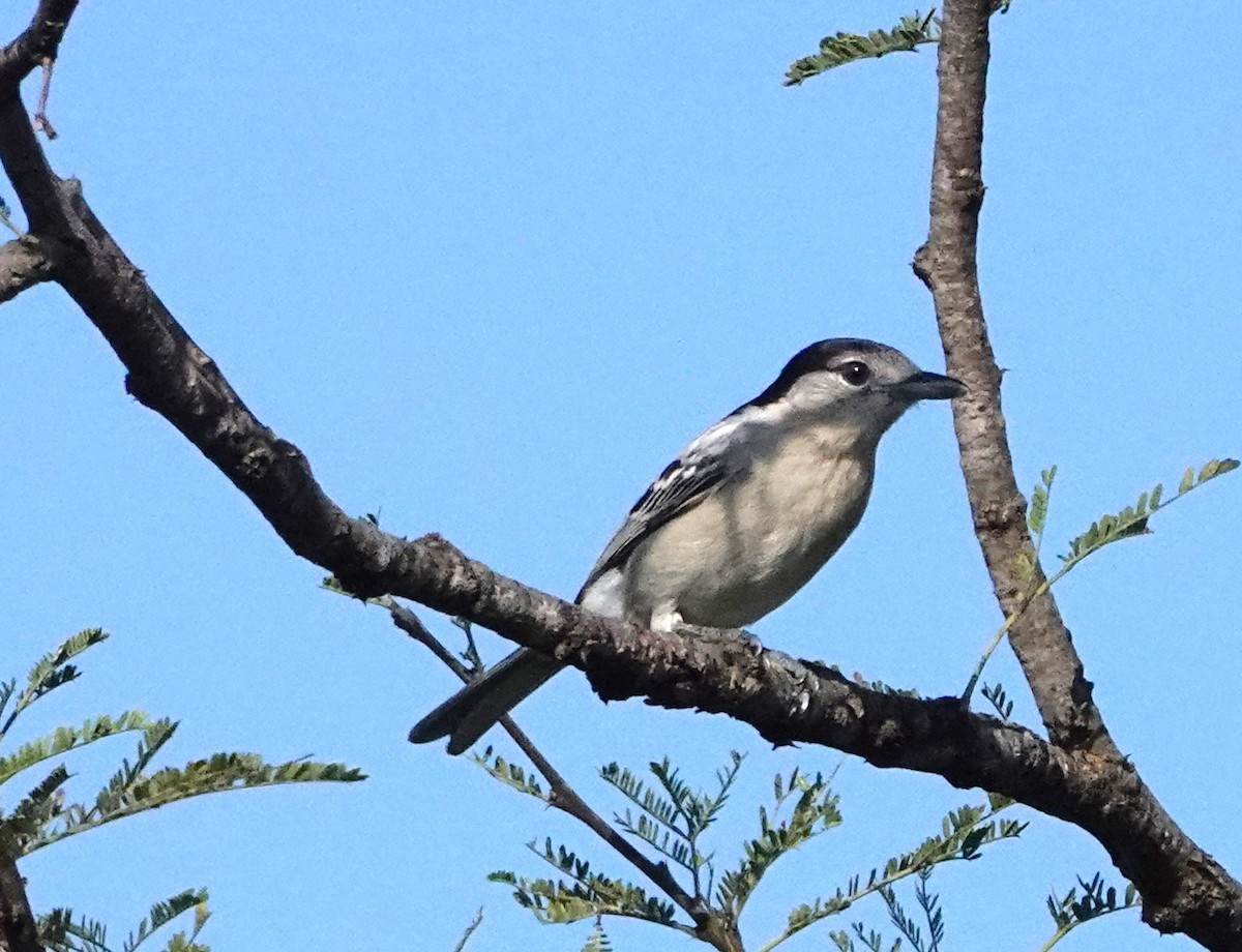 Black-backed Puffback - ML621335988