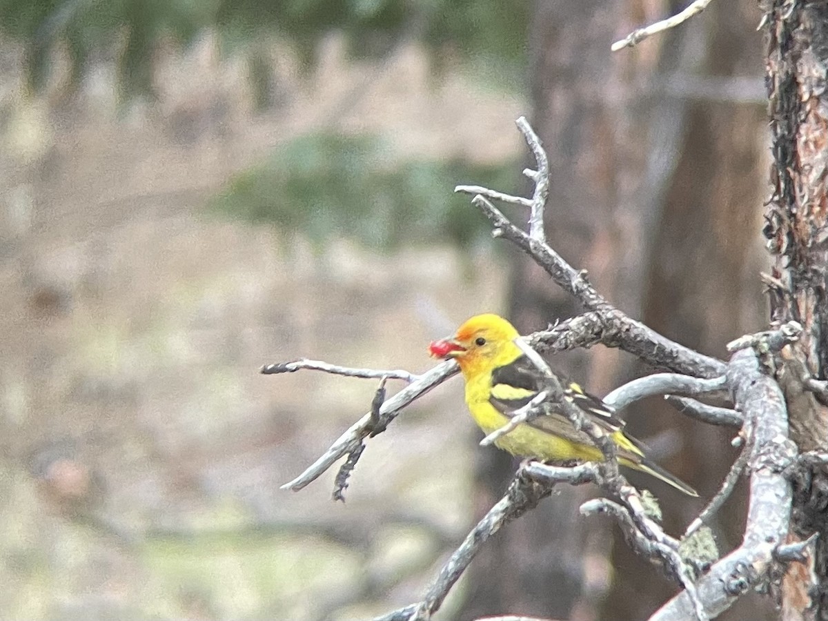 Western Tanager - ML621336051