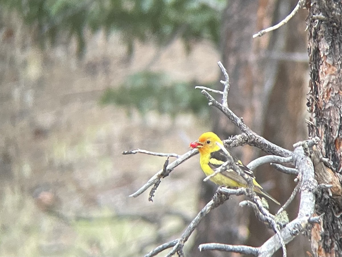 Western Tanager - ML621336052