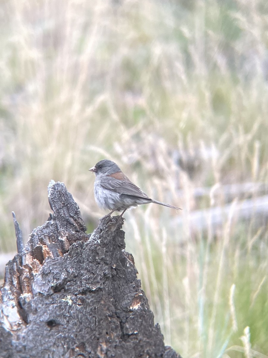 Dark-eyed Junco (Gray-headed) - James Kachline