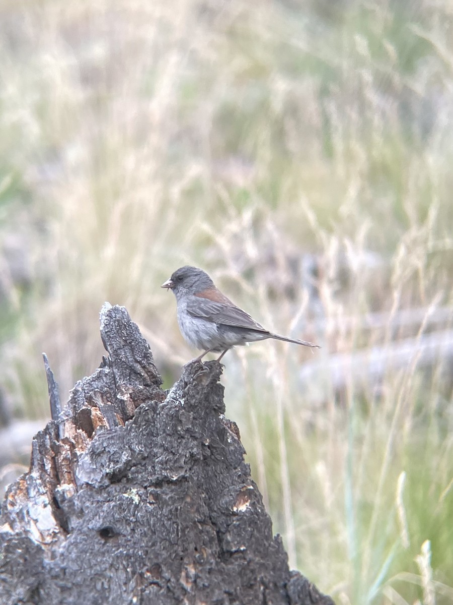 Dark-eyed Junco (Gray-headed) - ML621336056