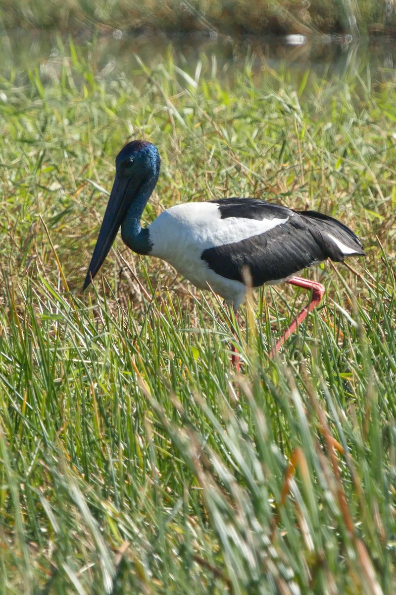 Black-necked Stork - ML621336071