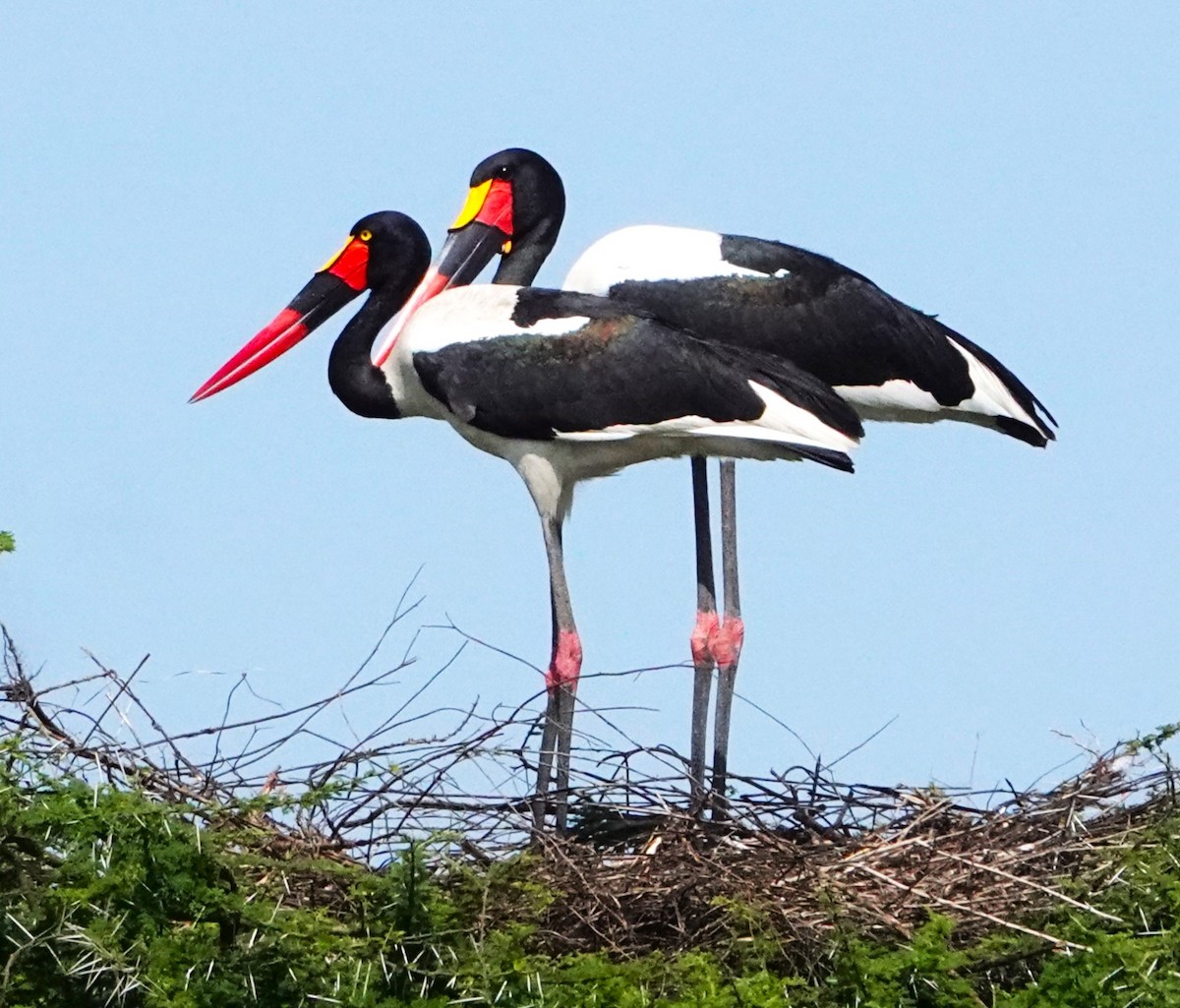 Saddle-billed Stork - ML621336149