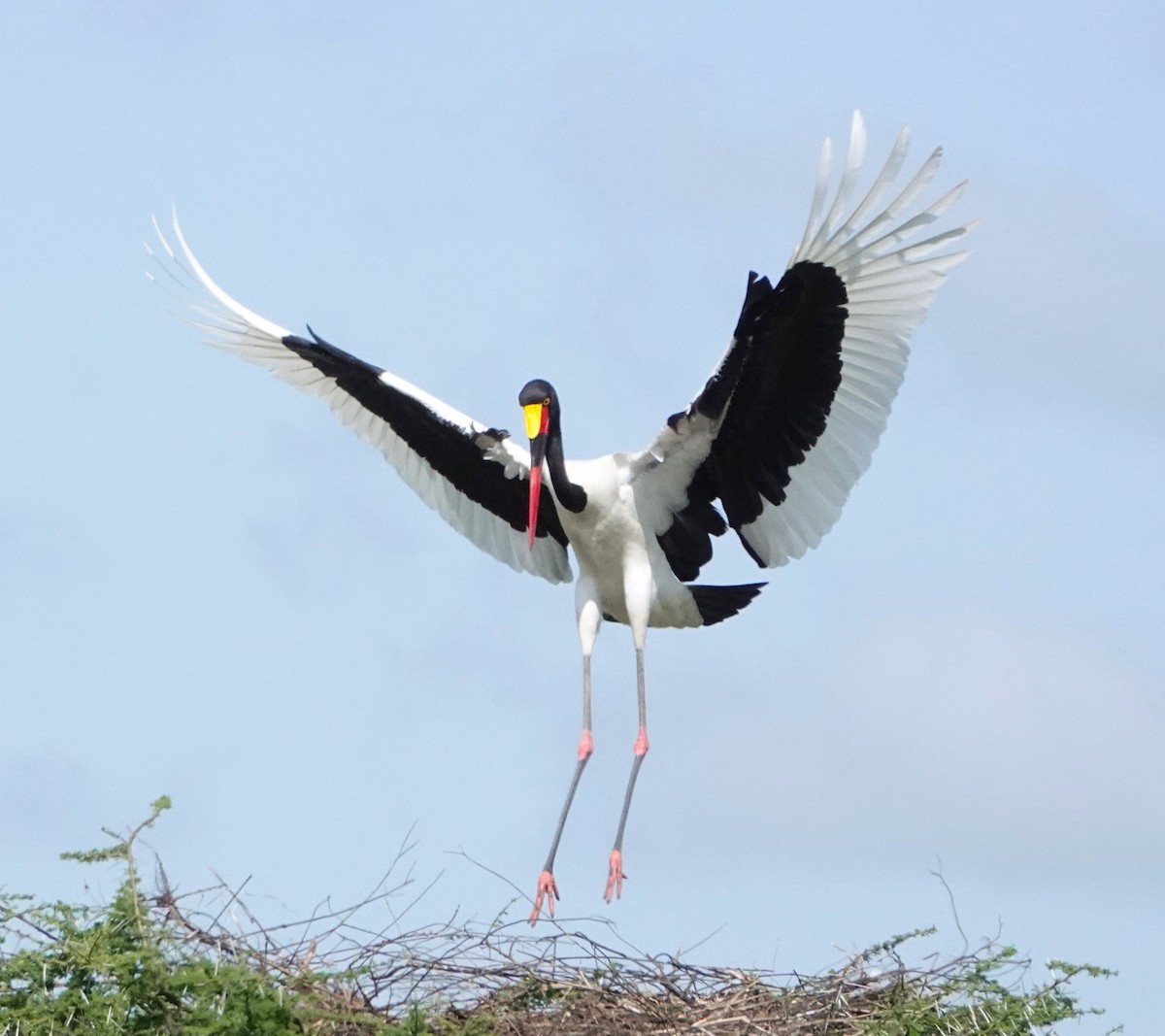 Saddle-billed Stork - ML621336152