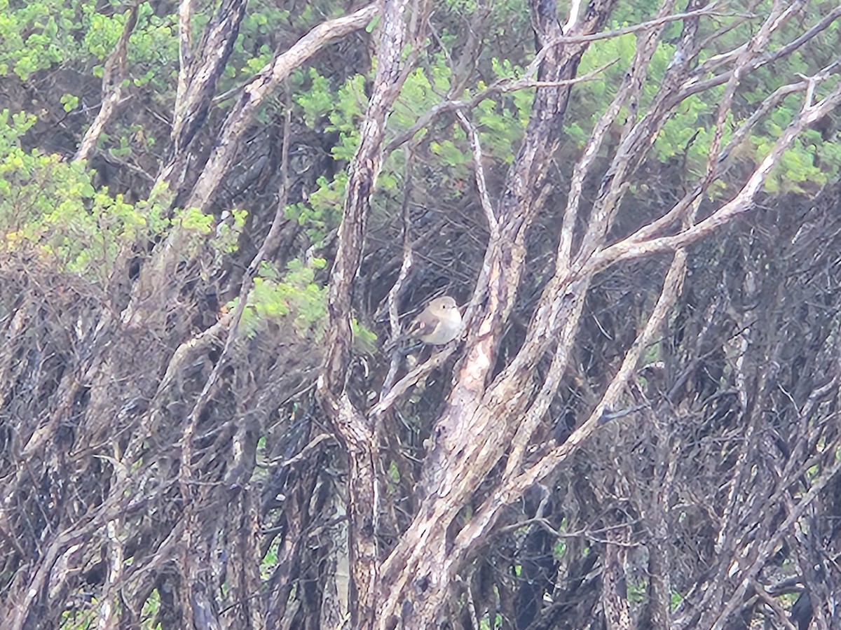 Pink Robin - ML621336165