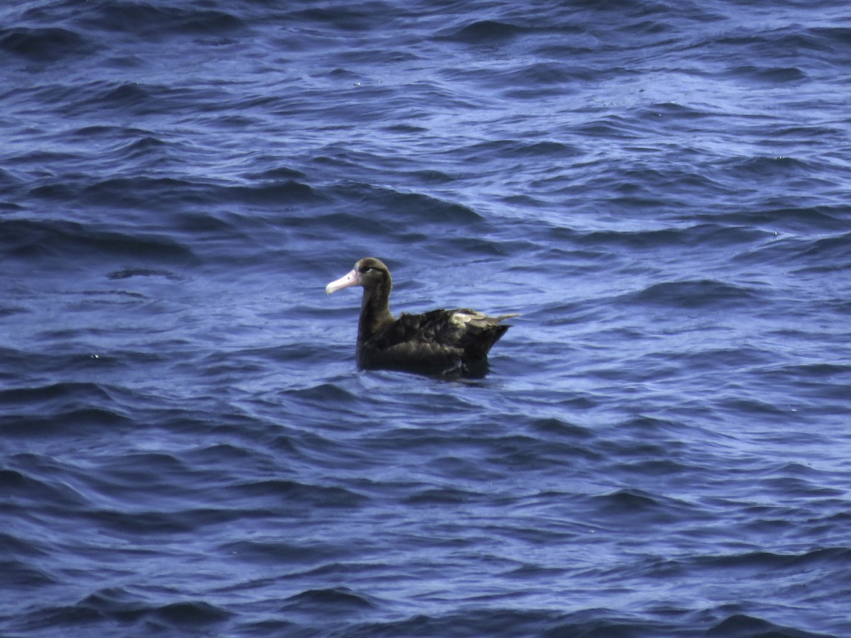 Short-tailed Albatross - ML621336188