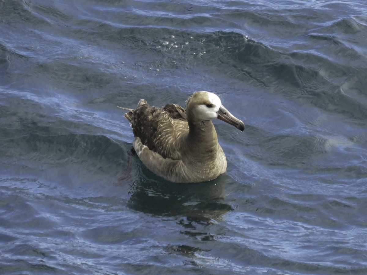 Black-footed Albatross - ML621336190