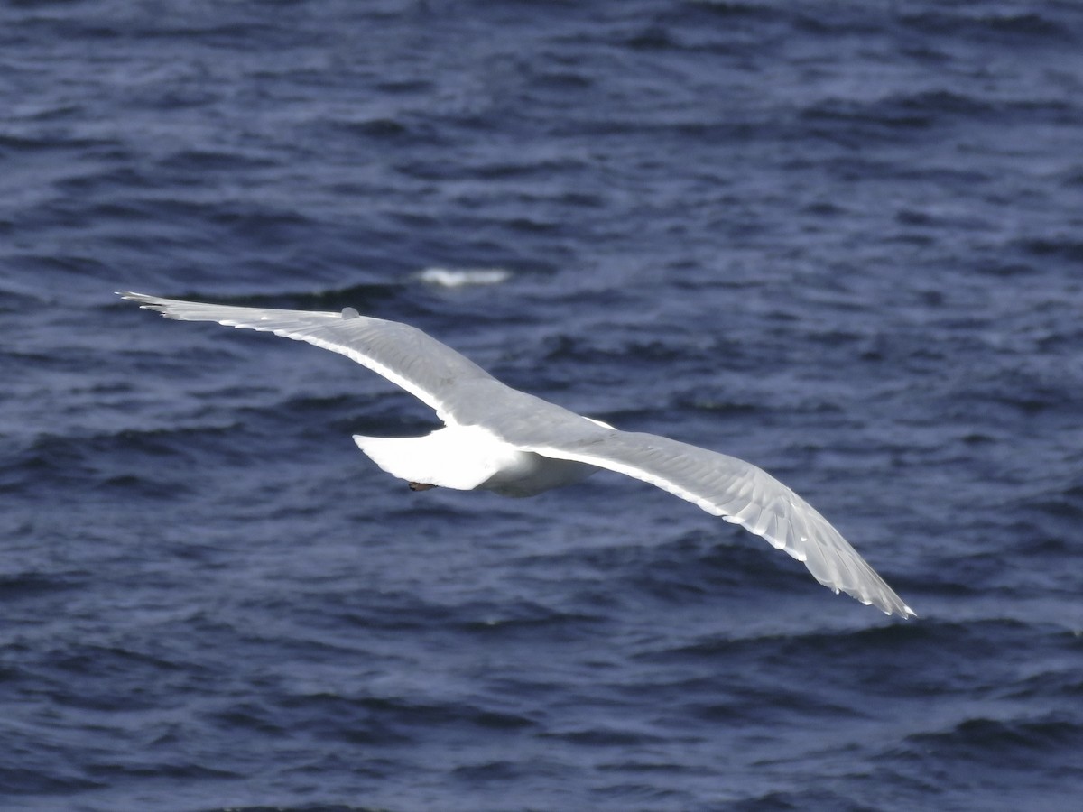 Glaucous-winged Gull - ML621336231