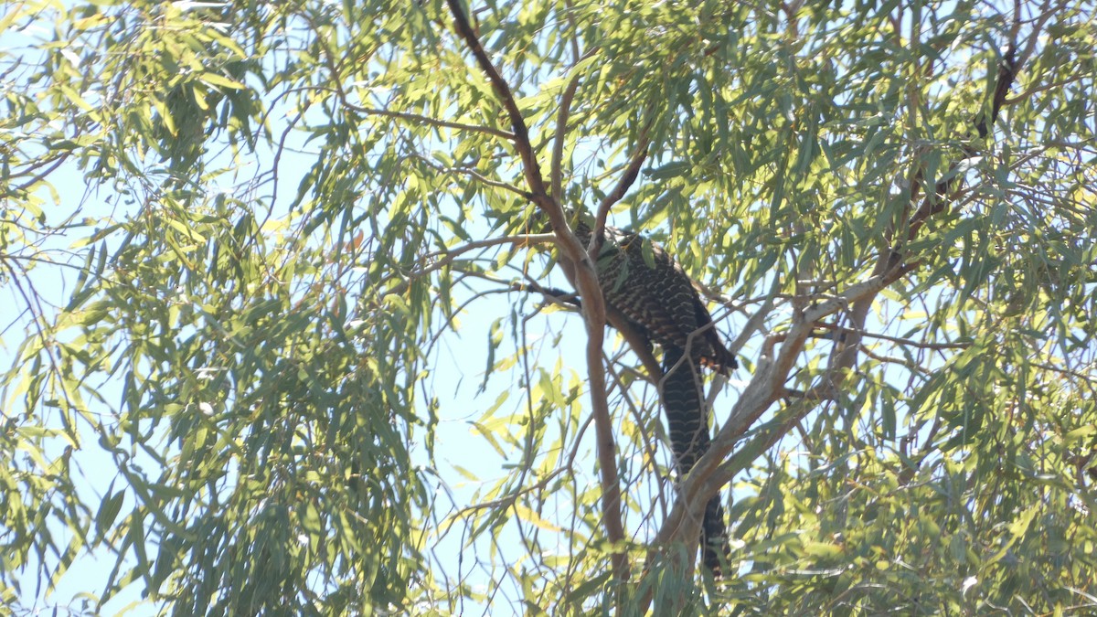 Pheasant Coucal (Pheasant) - ML621336263