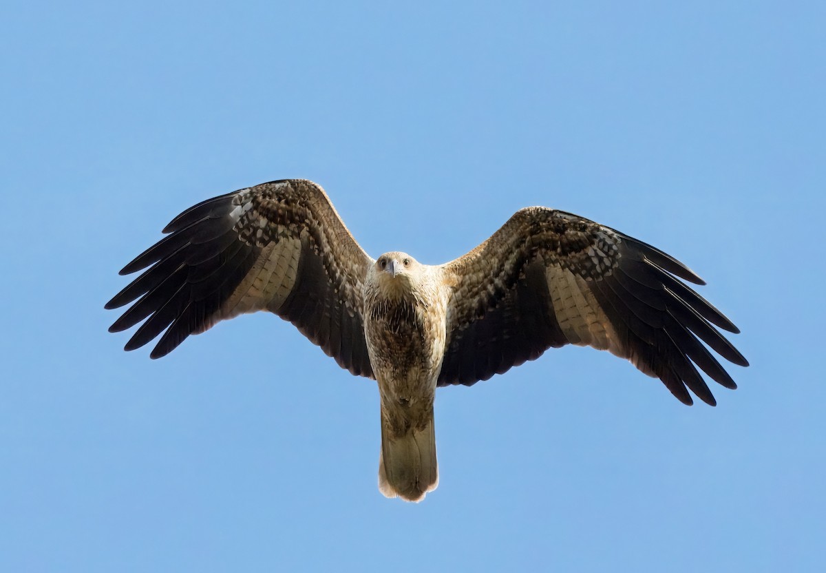 Whistling Kite - ML621336288