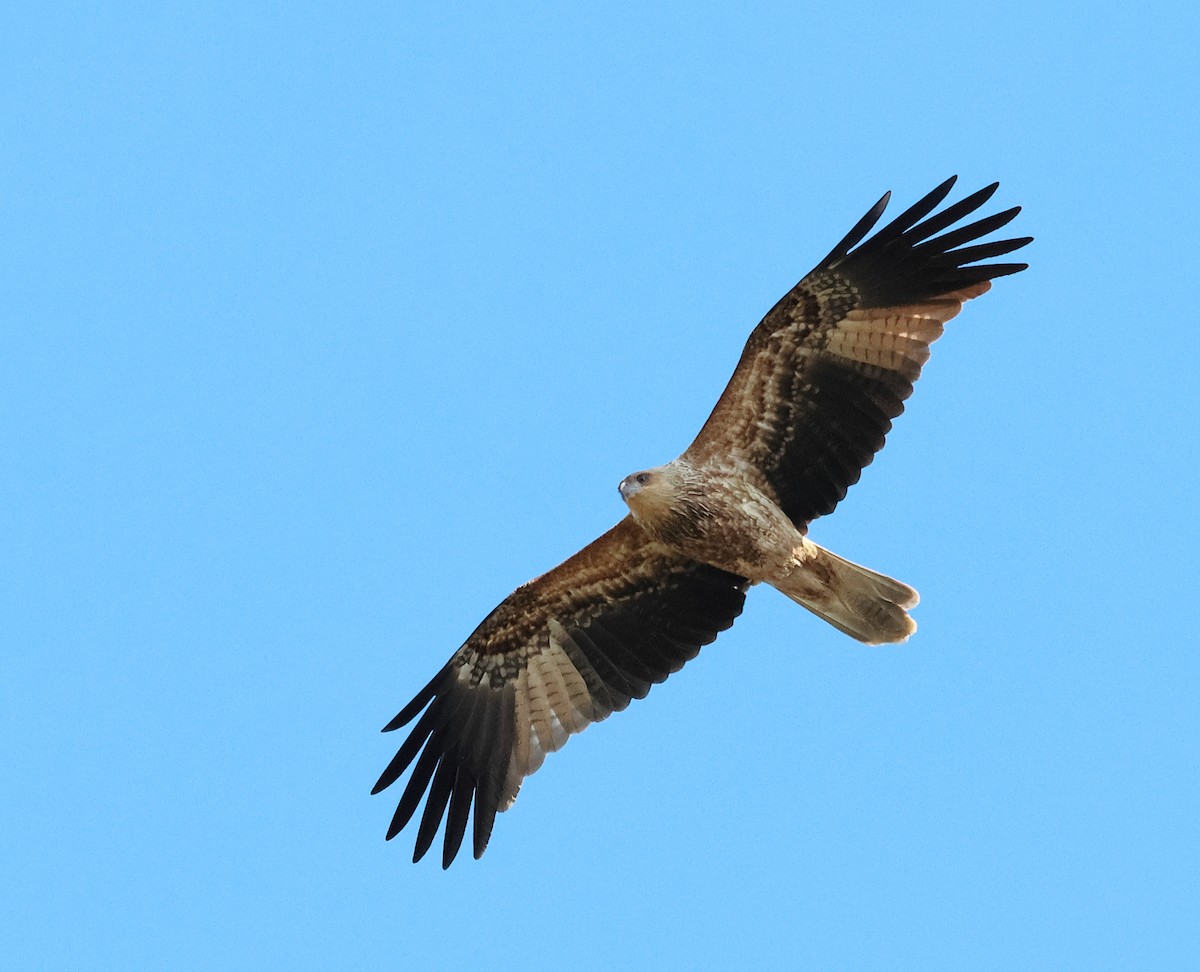 Whistling Kite - ML621336289