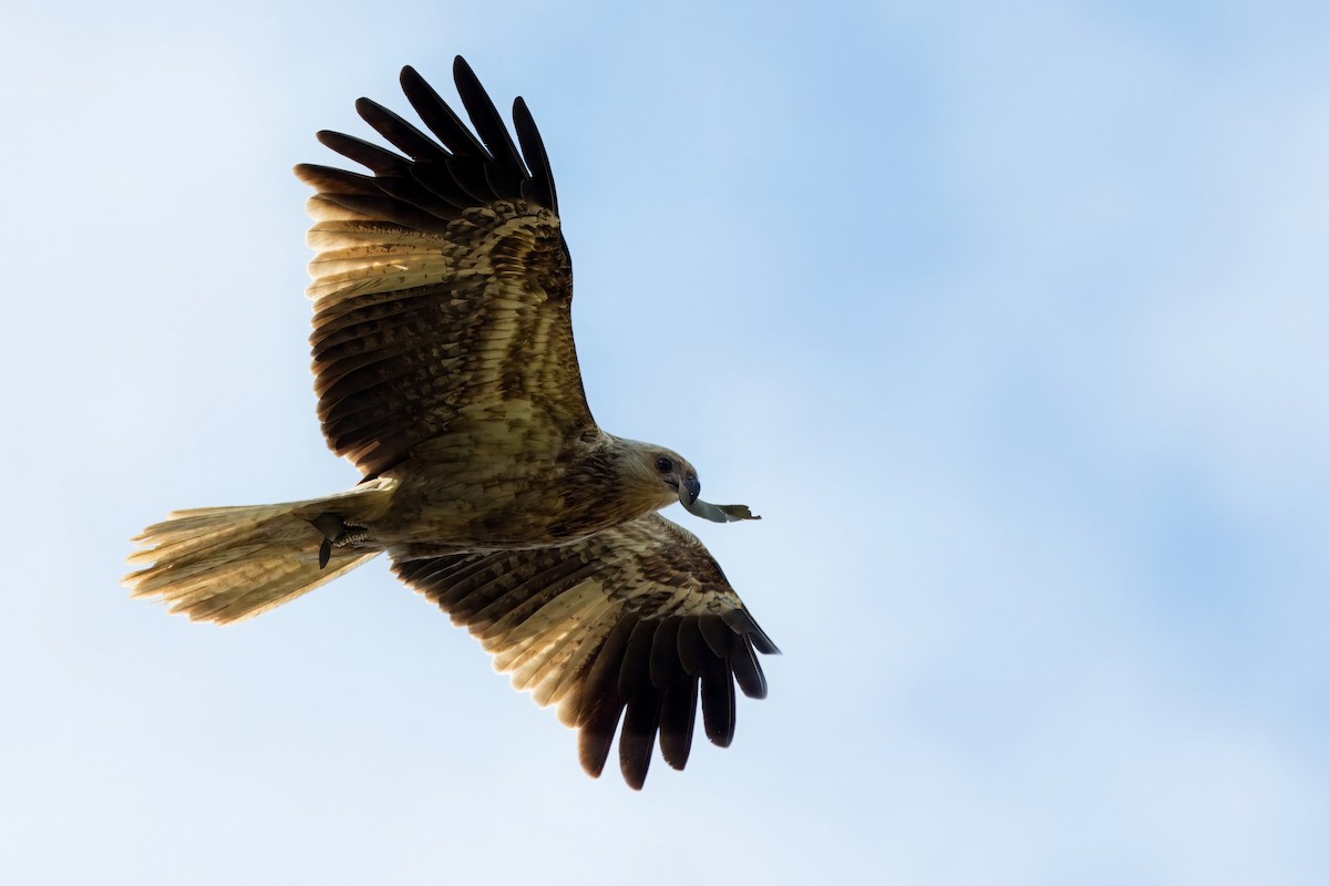 Whistling Kite - ML621336290