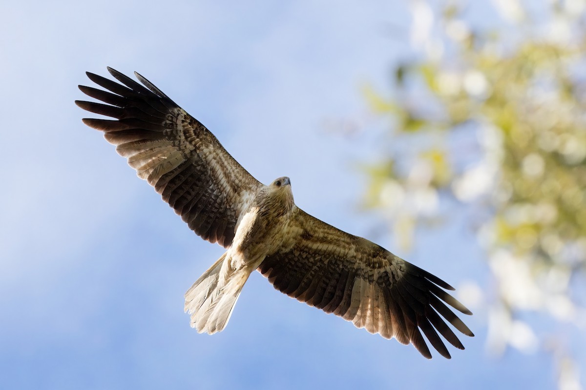 Whistling Kite - ML621336291