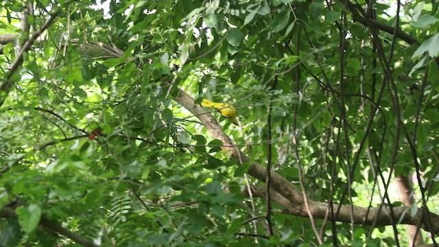 Indian Golden Oriole - ML621336299