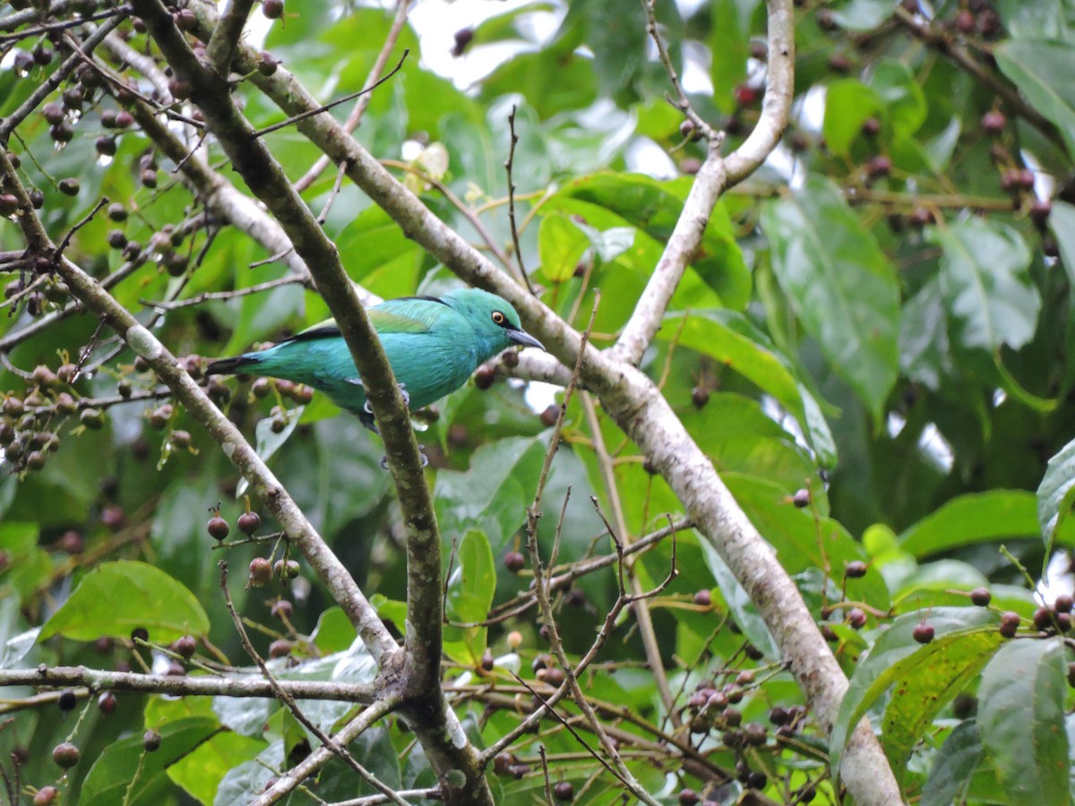 Viridian Dacnis - Edwin Munera