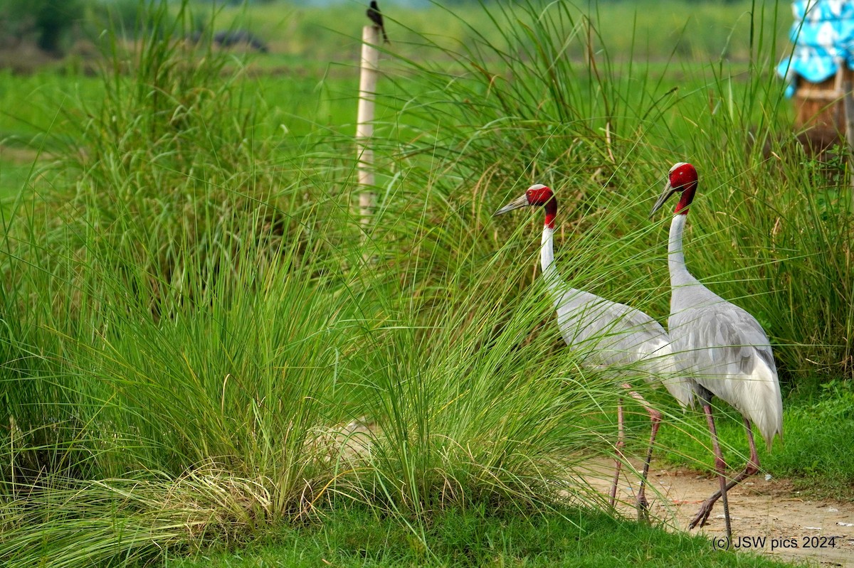 Sarus Crane - ML621336377