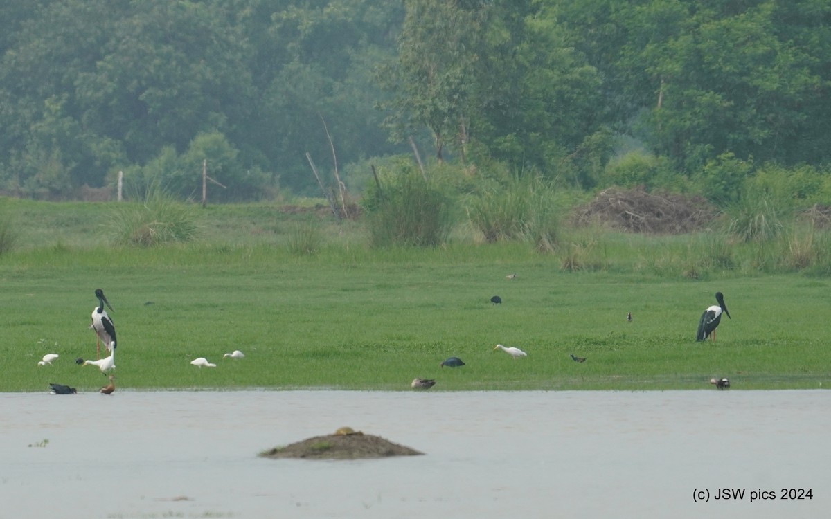 Black-necked Stork - ML621336380