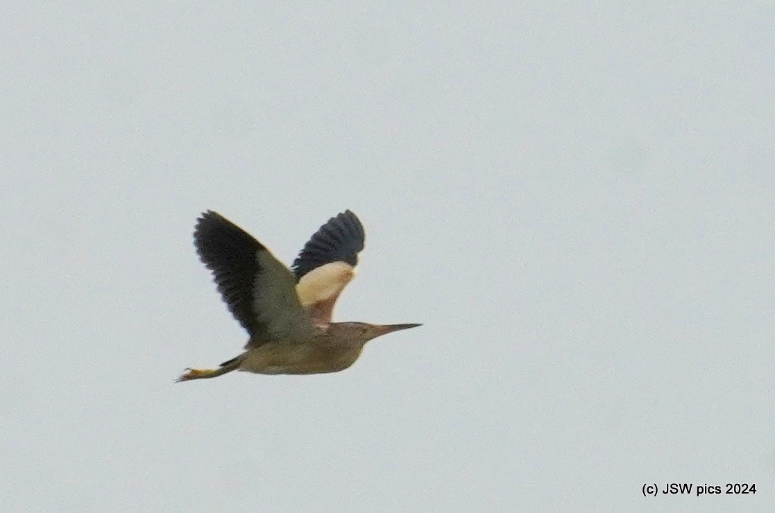 Yellow Bittern - ML621336383