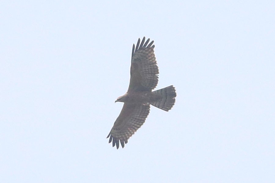 Oriental Honey-buzzard - Robert Dolezal