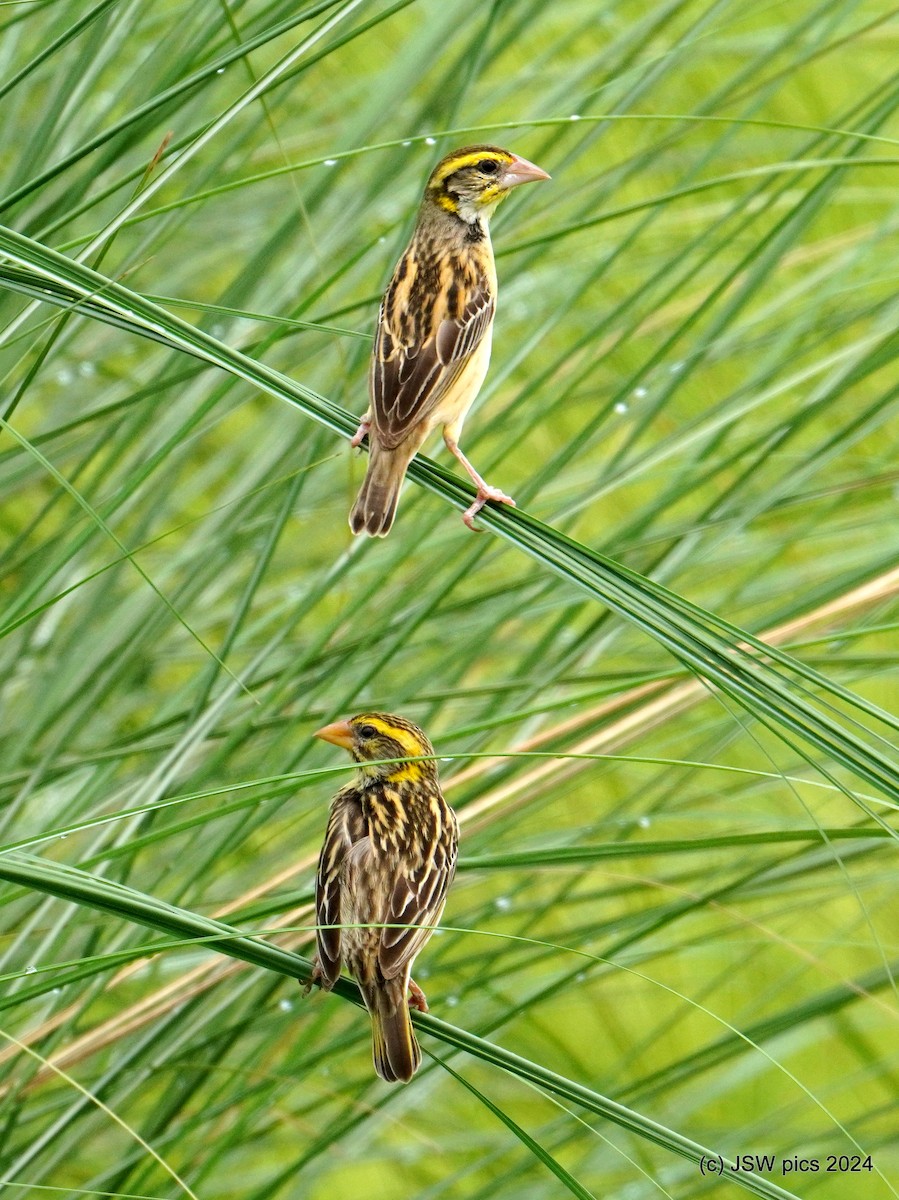 Streaked Weaver - ML621336390