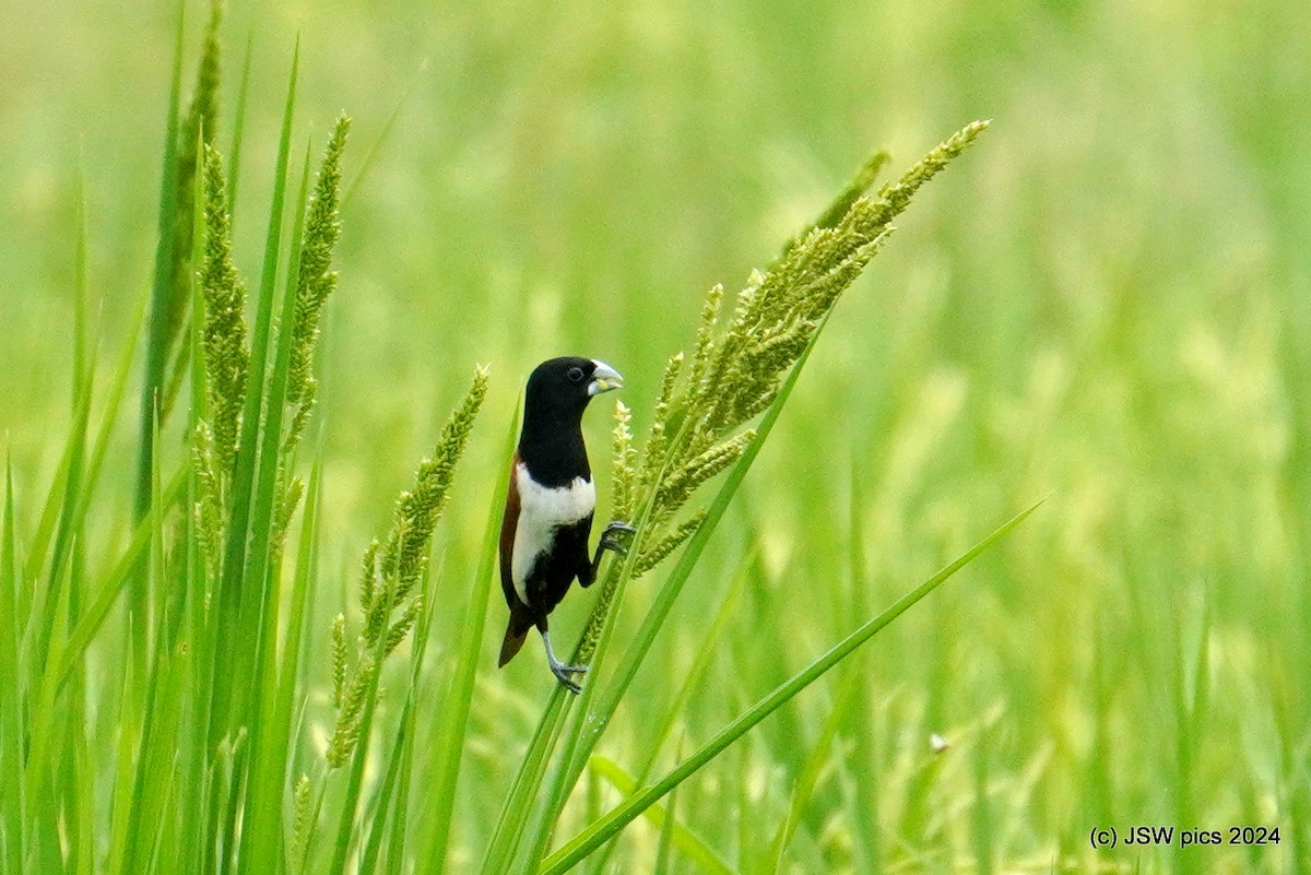 Tricolored Munia - ML621336392