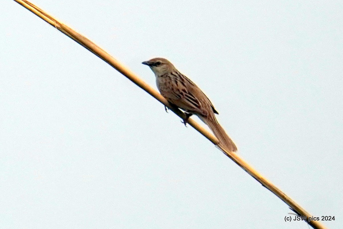 Bristled Grassbird - ML621336393