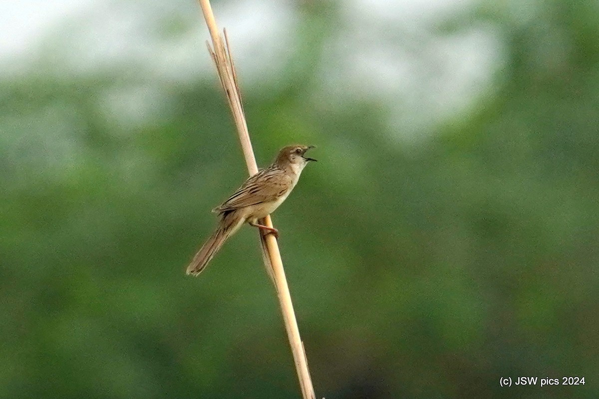 Bristled Grassbird - ML621336396