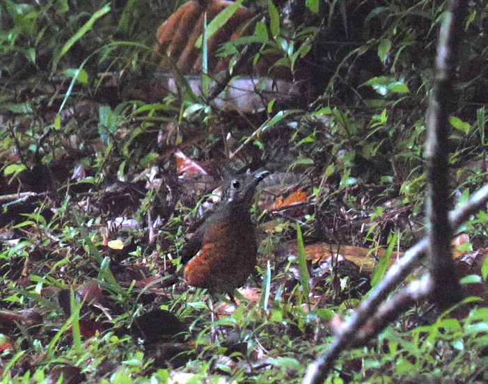 Everett's Thrush - ML621336473