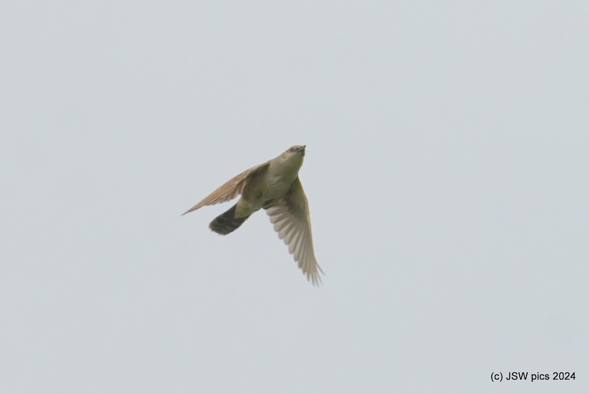 Bristled Grassbird - ML621336487