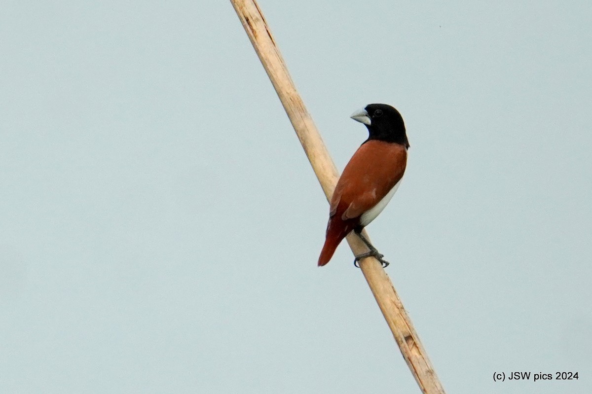 Tricolored Munia - ML621336495