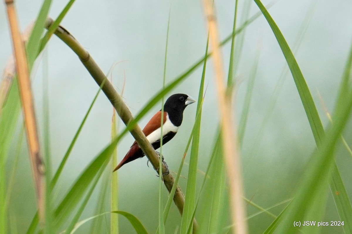 Tricolored Munia - ML621336496