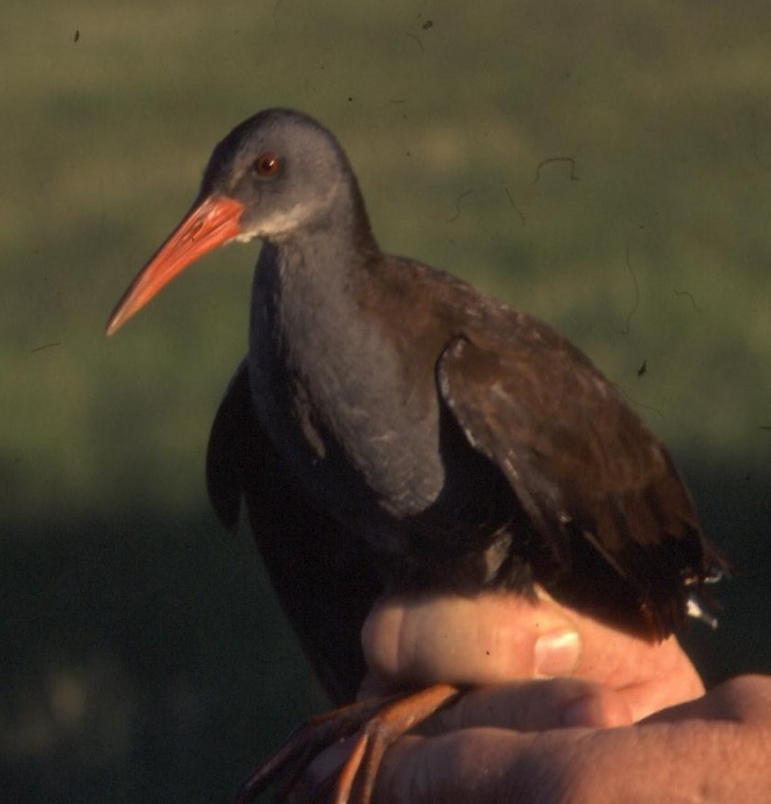 African Rail - ML621336498