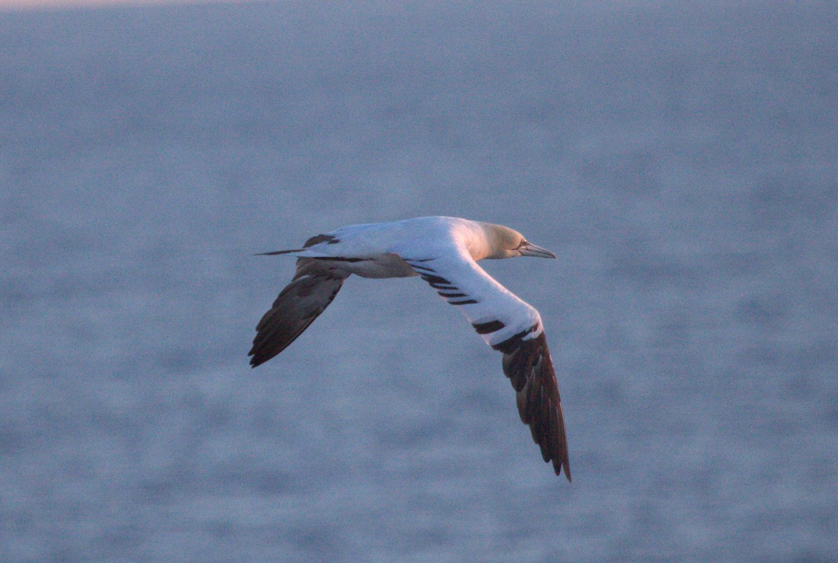 Northern Gannet - ML621336509