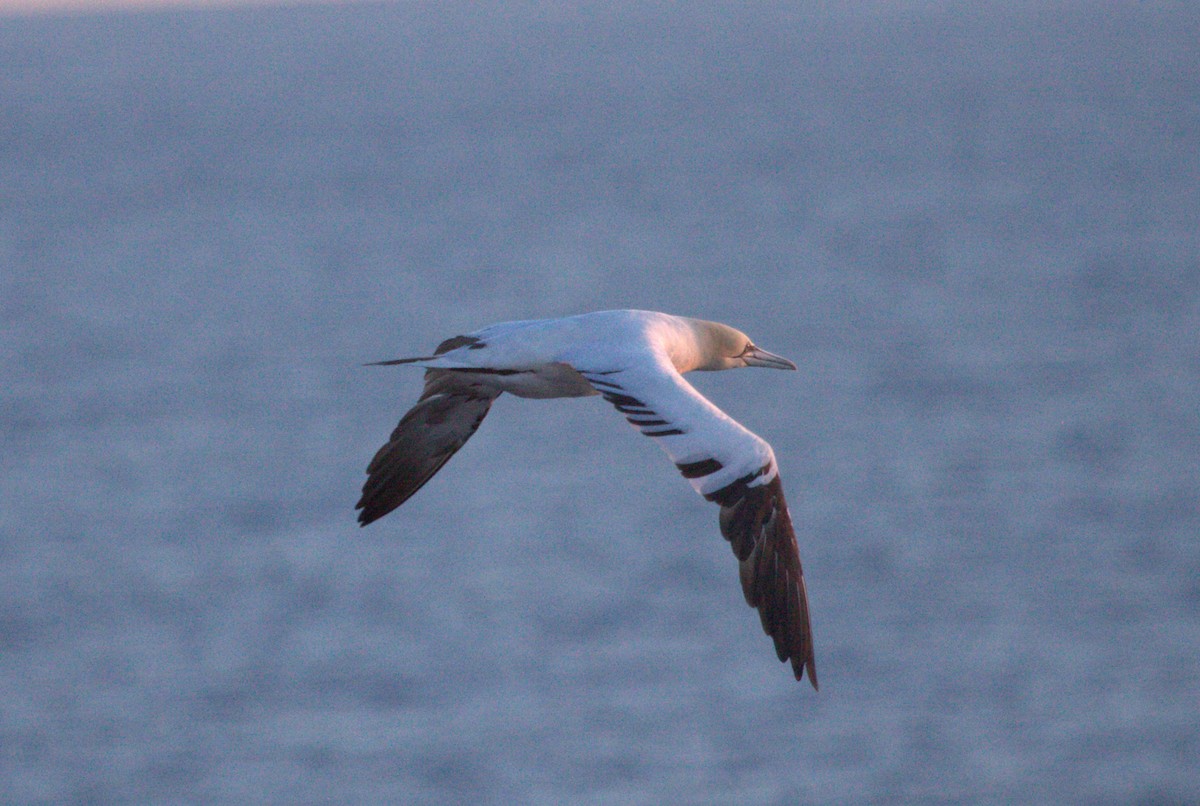 Northern Gannet - ML621336509