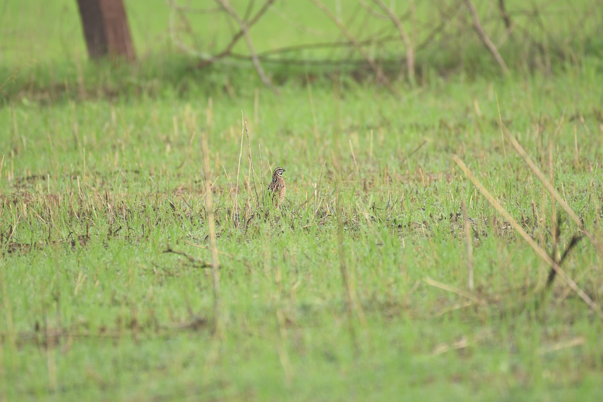 Rain Quail - ML621336514