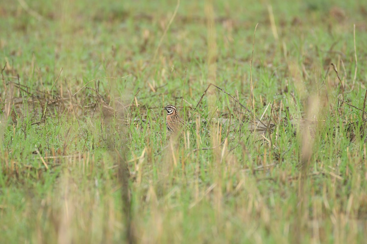 Rain Quail - ML621336515