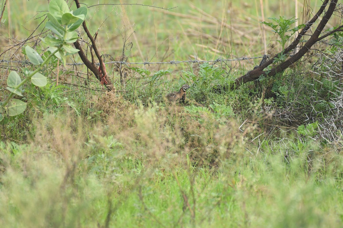 Rain Quail - ML621336516