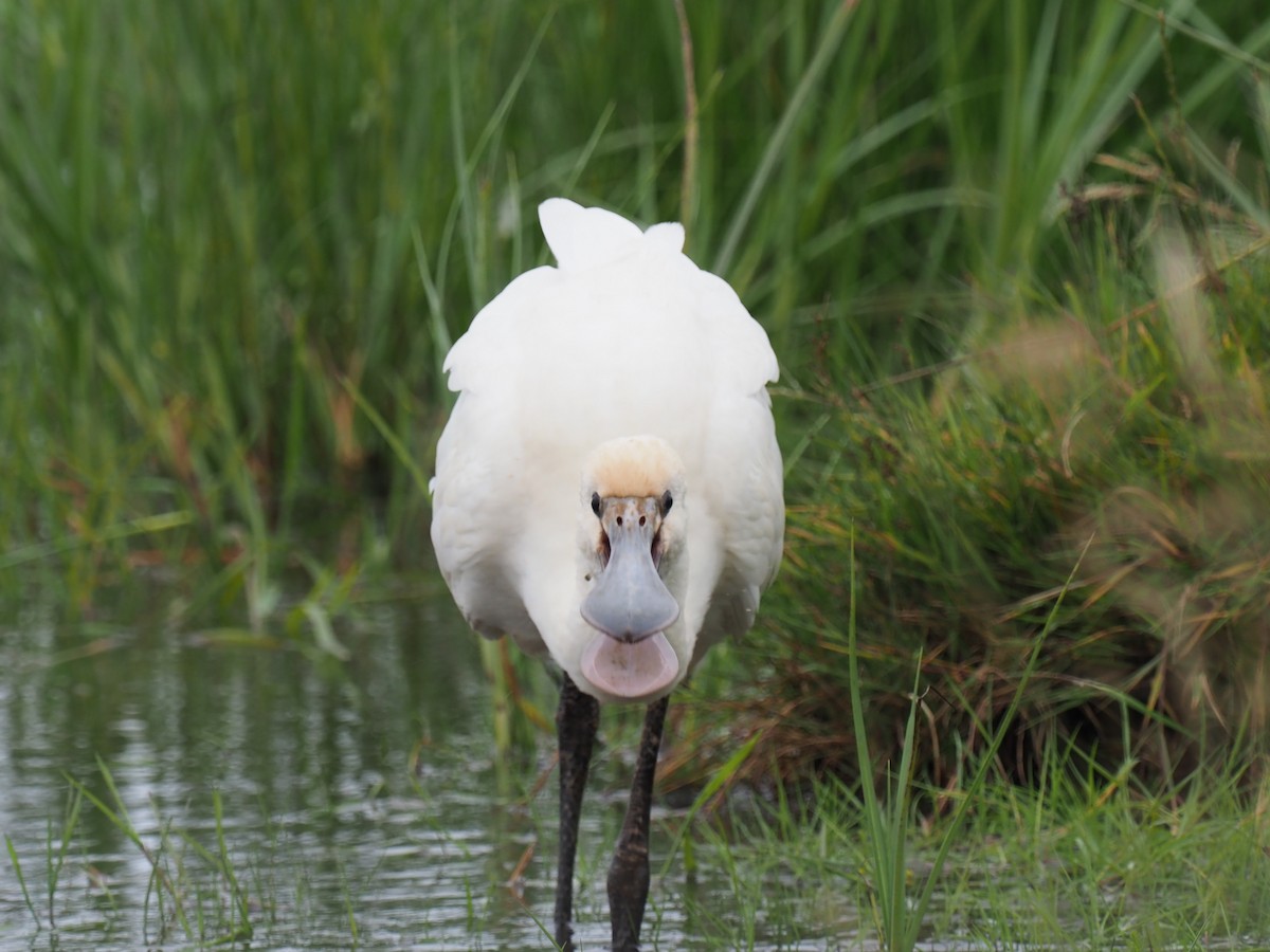 Eurasian Spoonbill - Michael Lemcke