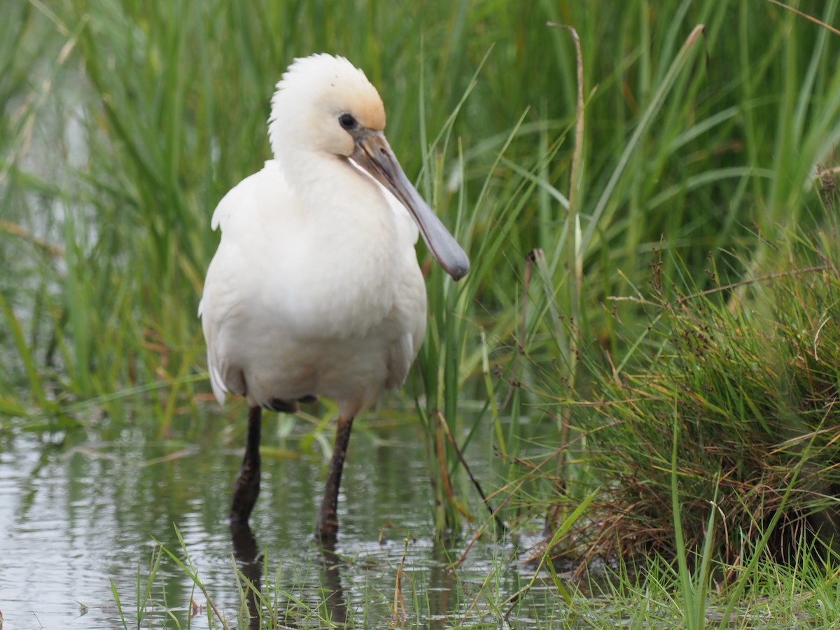 Eurasian Spoonbill - Michael Lemcke