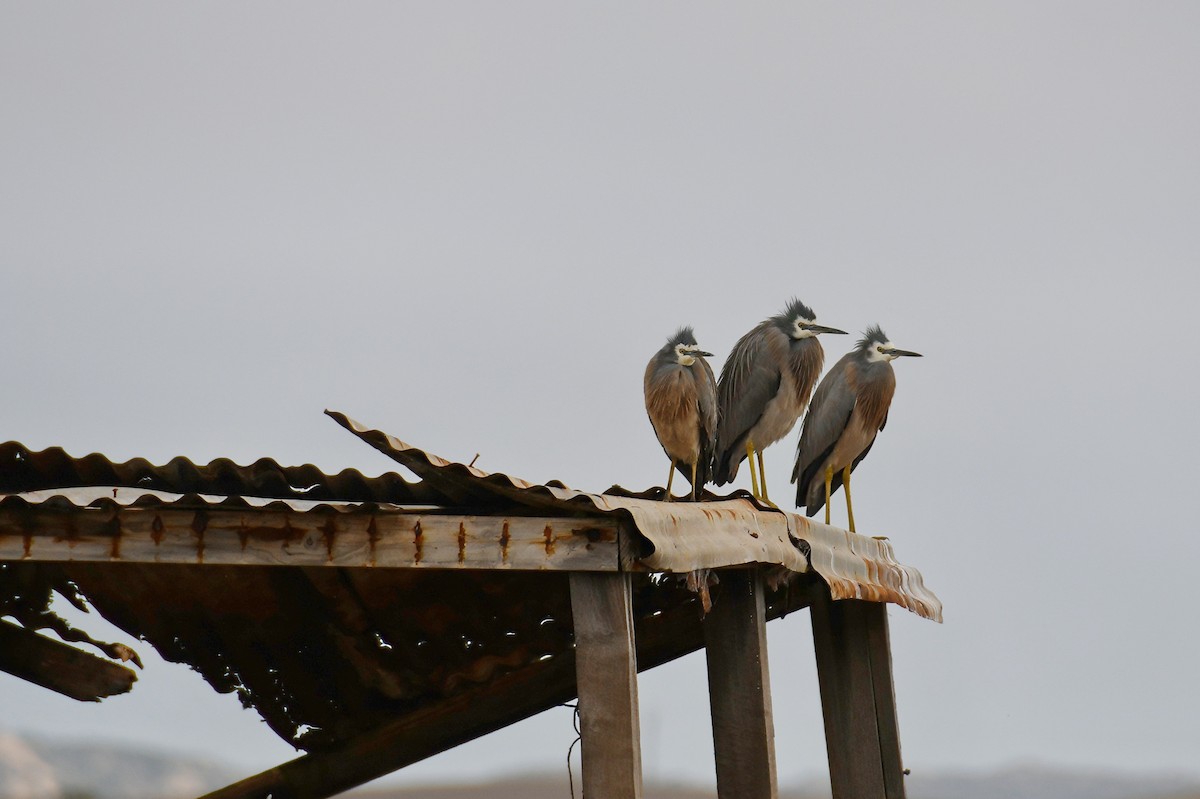 White-faced Heron - ML621336602
