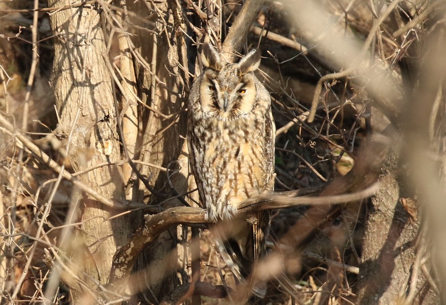 Long-eared Owl - ML621336603