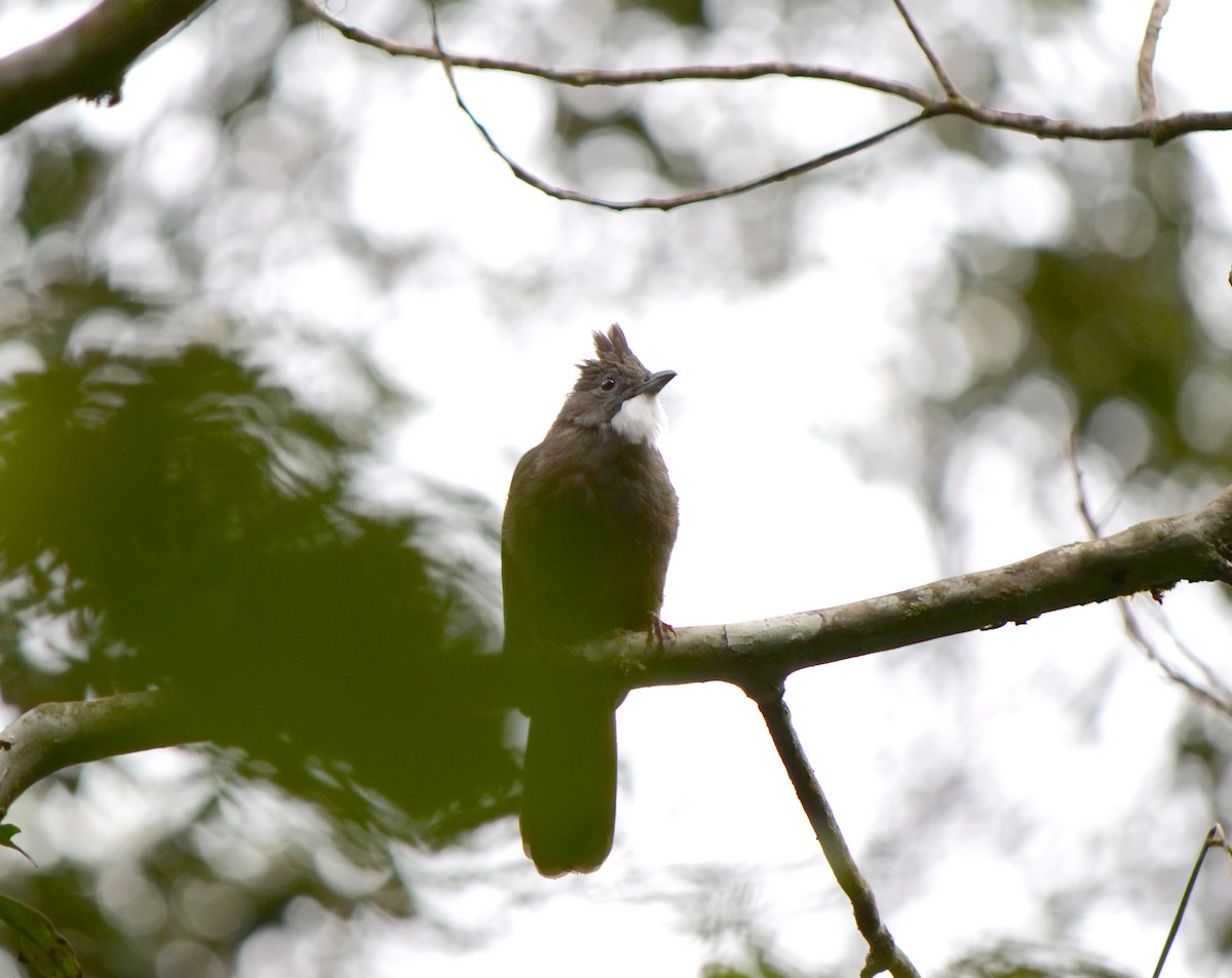 Bulbul à ventre marron - ML621336615