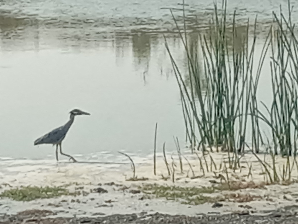 Yellow-crowned Night Heron - ML621336626