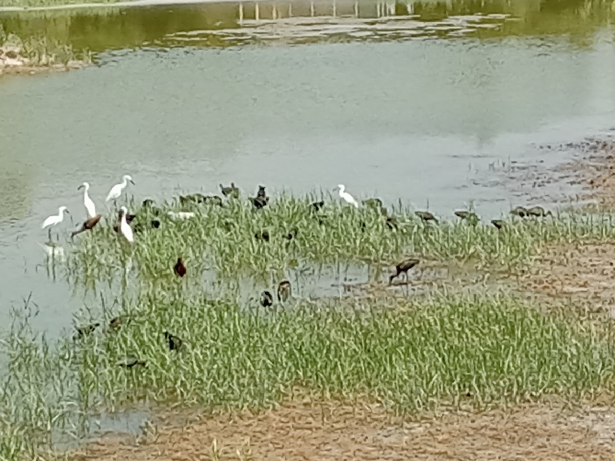 White-faced Ibis - ML621336663