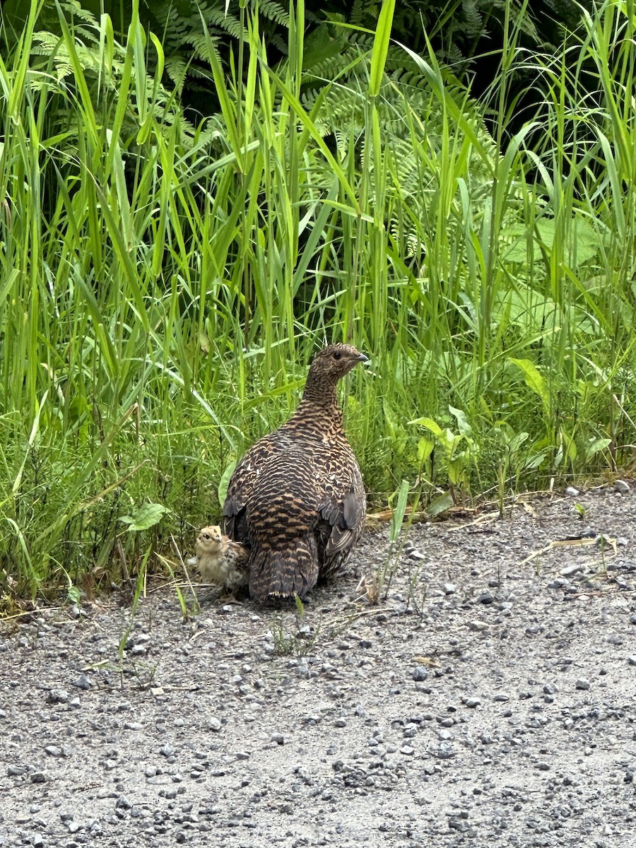 Spruce Grouse - ML621336664